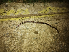 Lampropeltis abnorma