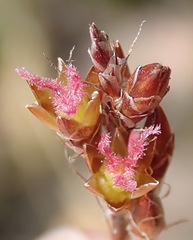 Rhodocoma capensis