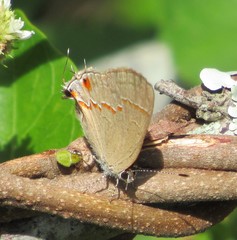 Arzecla tucumanensis