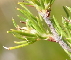 Cliffortia tuberculata
