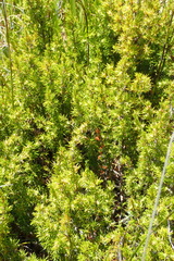 Cliffortia tuberculata