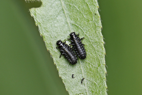 Willow Leaf Beetle