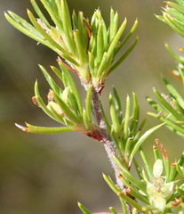 Cliffortia tuberculata