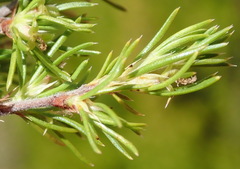 Cliffortia tuberculata