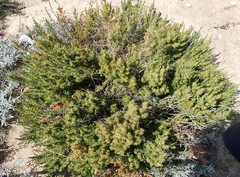 Cliffortia tuberculata