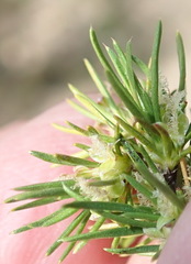 Cliffortia tuberculata