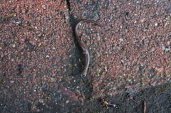 Batrachoseps major major