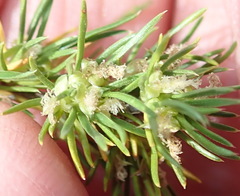 Cliffortia tuberculata