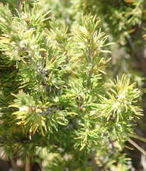 Cliffortia tuberculata