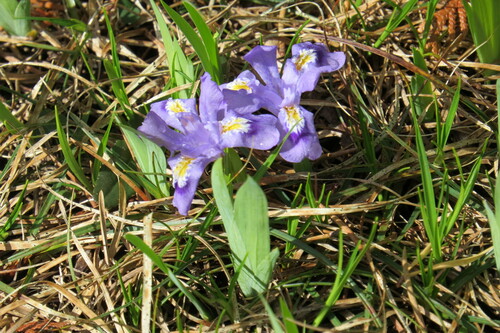 Image of Iris lacustris by (c) Howard Williams, some rights reserved (CC BY-SA)