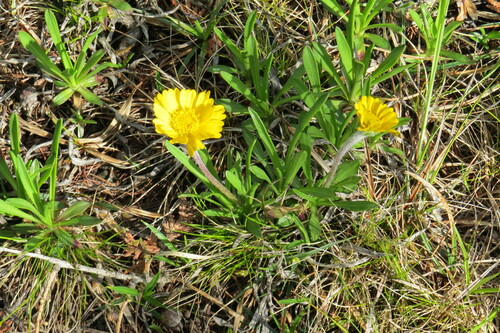 Image of Tetraneuris herbacea by (c) Howard Williams, some rights reserved (CC BY-SA)
