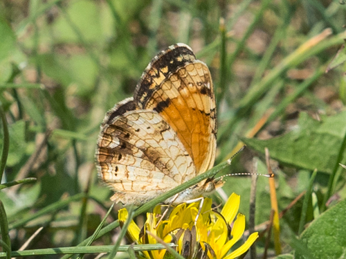Great Plains Crescent