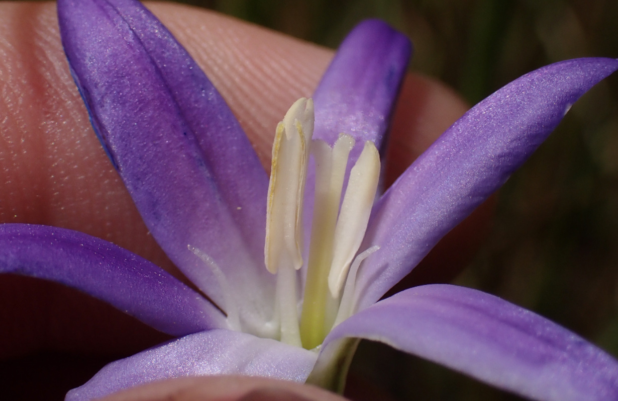Brodiaea santarosae