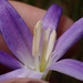 Brodiaea santarosae - Photo (c) nathantay, algunos derechos reservados (CC BY-NC)