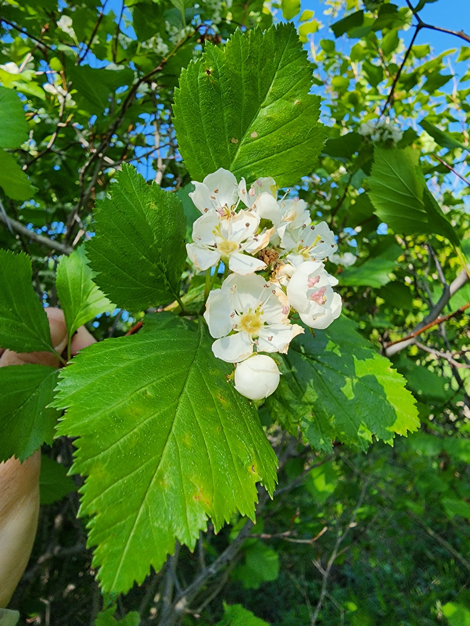 Crataegus scabrida
