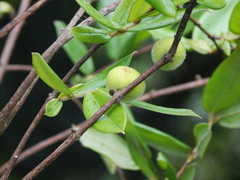 Eugenia pyriformis
