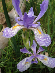 Iris longipetala