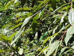 Atrocalopteryx oberthueri