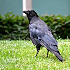 Corvus corone