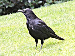 Corvus corone