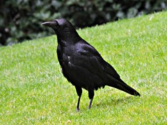Corvus corone