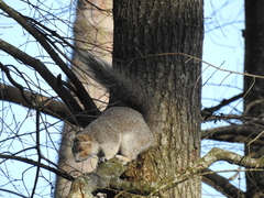 Sciurus niger cinereus