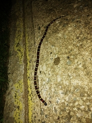Lampropeltis abnorma