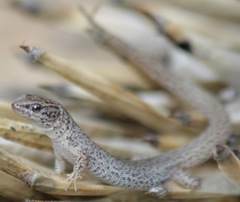 Xantusia vigilis