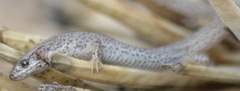 Xantusia vigilis