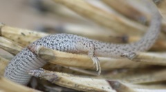 Xantusia vigilis