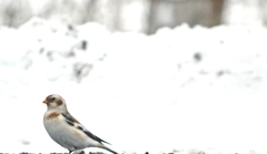 Plectrophenax nivalis