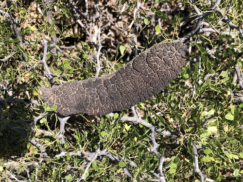 Dog Poop Bush