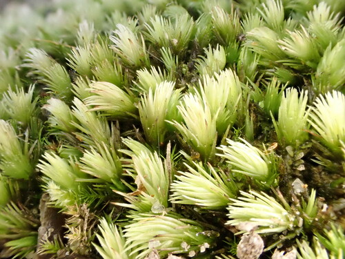 Campylopus bicolor