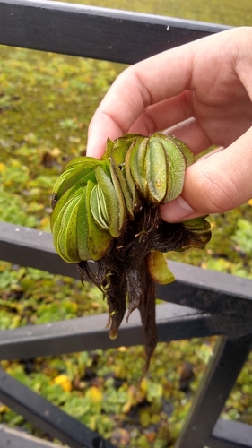 Image of Salvinia biloba by (c) Ezequiel Racker, some rights reserved (CC BY)