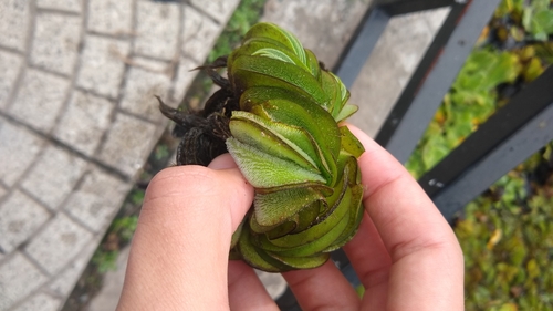 Image of Salvinia biloba by (c) Ezequiel Racker, some rights reserved (CC BY)