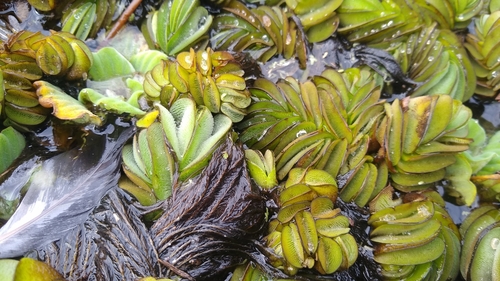 Salvinia biloba, photograph 6