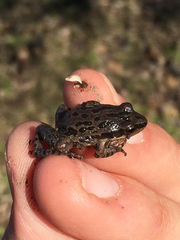 Pseudacris clarkii