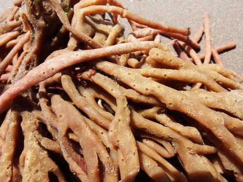 Mermaid's Glove, photo 2 of 7