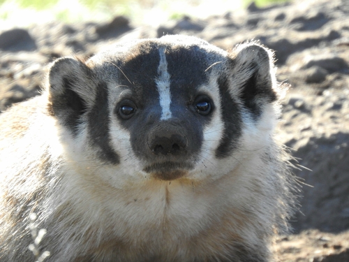 American Badger photographed in New Mexico