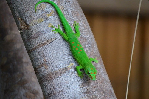 Madagascar Day Gecko, Phelsuma grandis