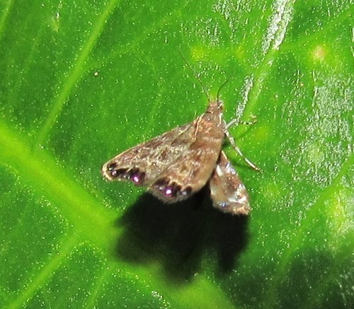 Choreutidae