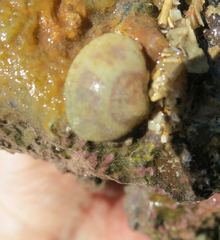 Semele purpurascens