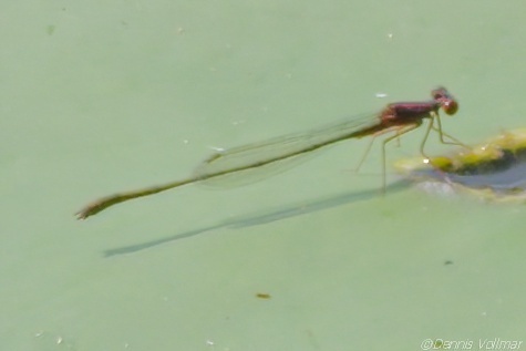 Burgundy Bluet photo 4