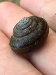 Helminthoglypta sonoma