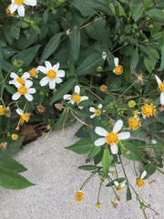 Bidens alba