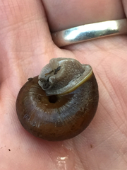Helminthoglypta sonoma