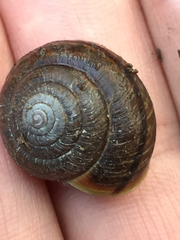 Helminthoglypta sonoma