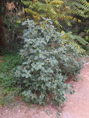 Withania somnifera