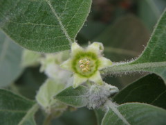 Withania somnifera