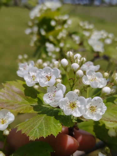 Crataegus succulenta, photograph 5